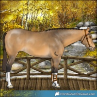Horse Color:Buckskin 