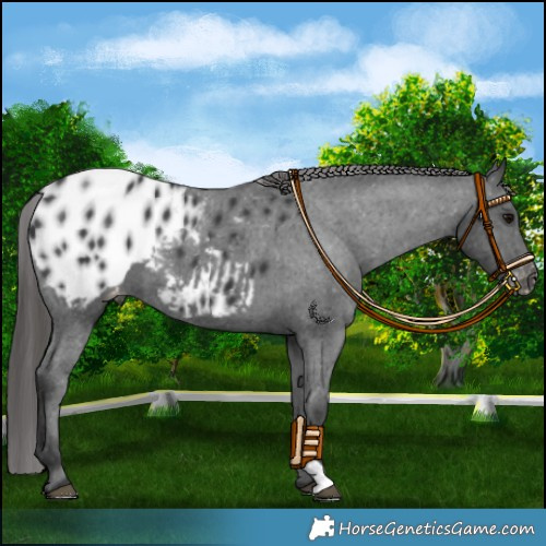 Horse Color:Black Appaloosa