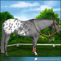 Horse Color:Black Blanket 
