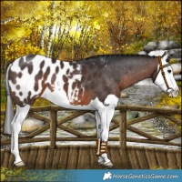 Horse Color:Brown Splash Near Leopard 