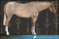 Horse Color:Chocolate Palomino Roan 