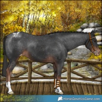 Horse Color:Liver Chestnut Appaloosa 