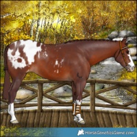 Horse Color:Chocolate Brown Blanket 