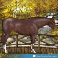Horse Color:Chocolate Brown Appaloosa 