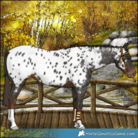 Horse Color:Liver Chestnut Near Leopard 