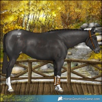 Horse Color:Liver Chestnut Appaloosa