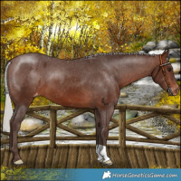 Horse Color:Silver Brown Appaloosa 