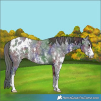 Horse Color:Nacre Black Ice Sabino Appaloosa 