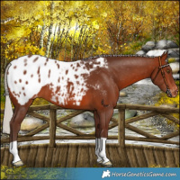 Horse Color:Silver Brown Appaloosa