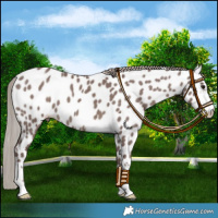 Horse Color:Chocolate Silver Black Appaloosa 