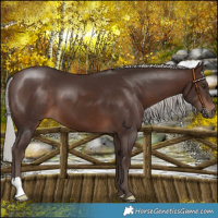 Horse Color:Silver Brown 