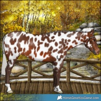 Horse Color:Silver Brown Near Leopard 