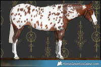 Horse Color:White Spotted Silver Brown Appaloosa 
