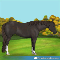 Horse Color:Liver Chestnut 