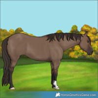 Horse Color:Liver Red Dun 