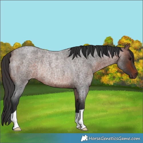 Horse Color:Bay Roan Rabicano
