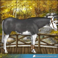 Horse Color:White Spotted Black Splash 