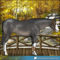 Horse Color:White Spotted Black 