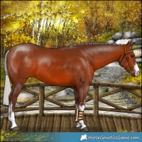 Horse Color:White Spotted Silver Bay 