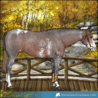 Horse Color:Liver Chestnut Sabino Appaloosa 
