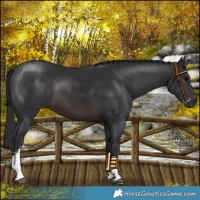 Horse Color:White Spotted Brown 