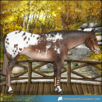 Horse Color:Liver Chestnut Blanket