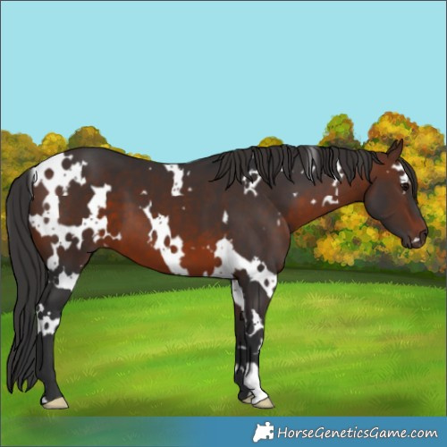 Horse Color:White Spotted Brown
