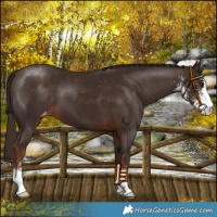 Horse Color:Liver Chestnut Sabino Appaloosa 