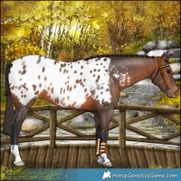 Horse Color:Brown Near Leopard