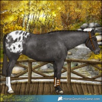 Horse Color:Liver Chestnut Appaloosa 