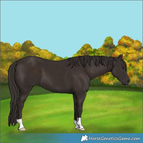 Horse Color:Liver Chestnut 