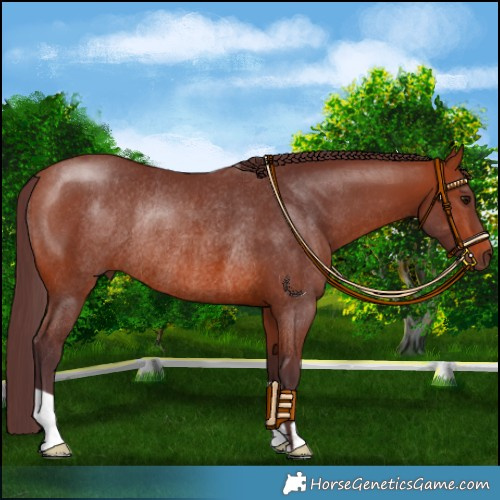 Horse Color:Chocolate Bay Rabicano 