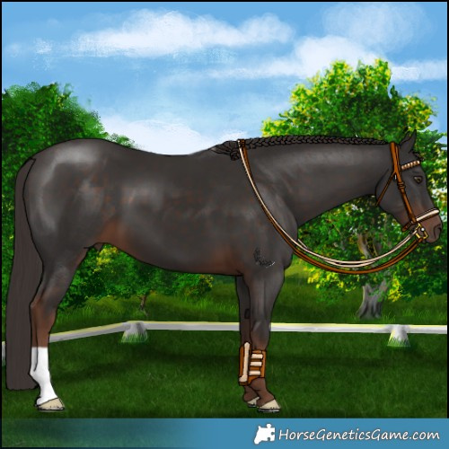 Horse Color:Liver Chestnut 
