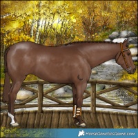 Horse Color:Liver Chestnut
