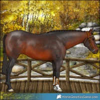 Horse Color:Bay 