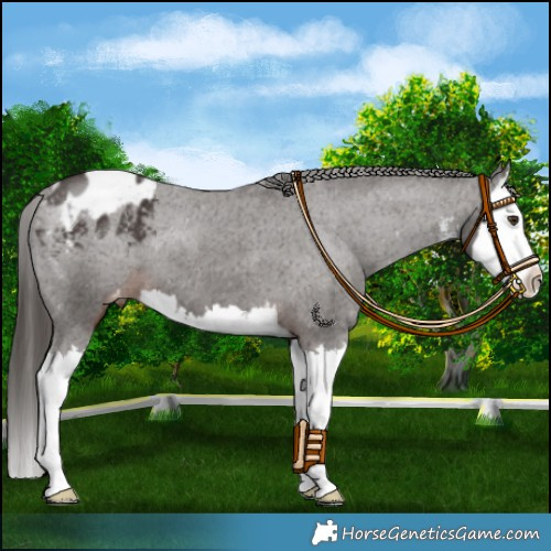 Horse Color:White Spotted Liver Chestnut Splash Appaloosa 