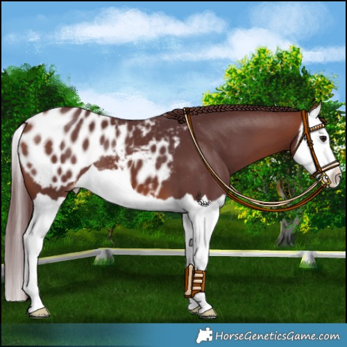 Horse Color:Chocolate Bay Splash Appaloosa 