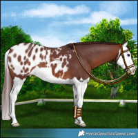 Horse Color:Chocolate Bay Splash Appaloosa 
