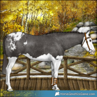Horse Color:Liver Chestnut Splash Appaloosa 