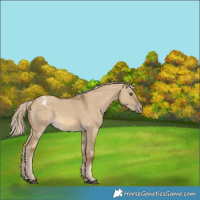 Horse Color:Chocolate Palomino Dun Appaloosa  and Chocolate Palomino Dun Appaloosa 