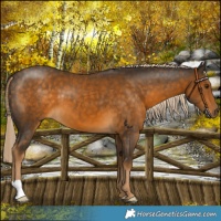 Horse Color:Chocolate Palomino 