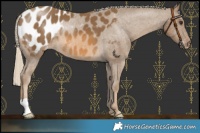 Horse Color:Chocolate Palomino Appaloosa