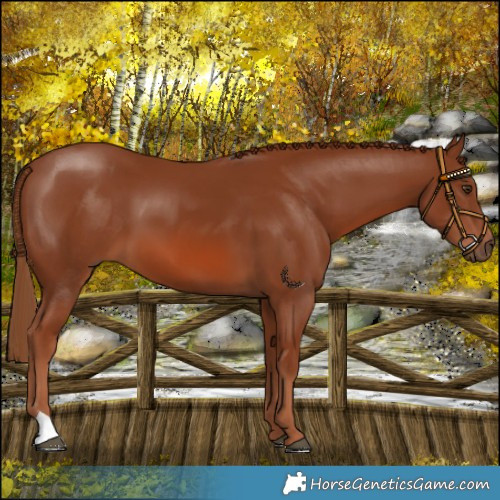 Horse Color:Chestnut 