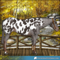 Horse Color:Liver Chestnut Appaloosa 
