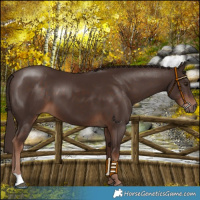 Horse Color:Liver Chestnut 