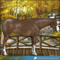 Horse Color:Chocolate Palomino 