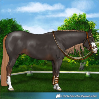 Horse Color:Liver Chestnut 
