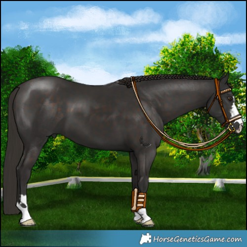 Horse Color:Liver Chestnut 