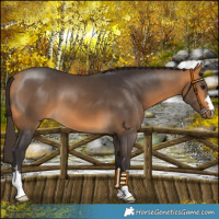 Horse Color:Buckskin