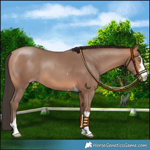 Horse Color:Amber Champagne 